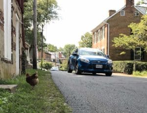Chicken takes on traffic calming in Waterford Vrginia