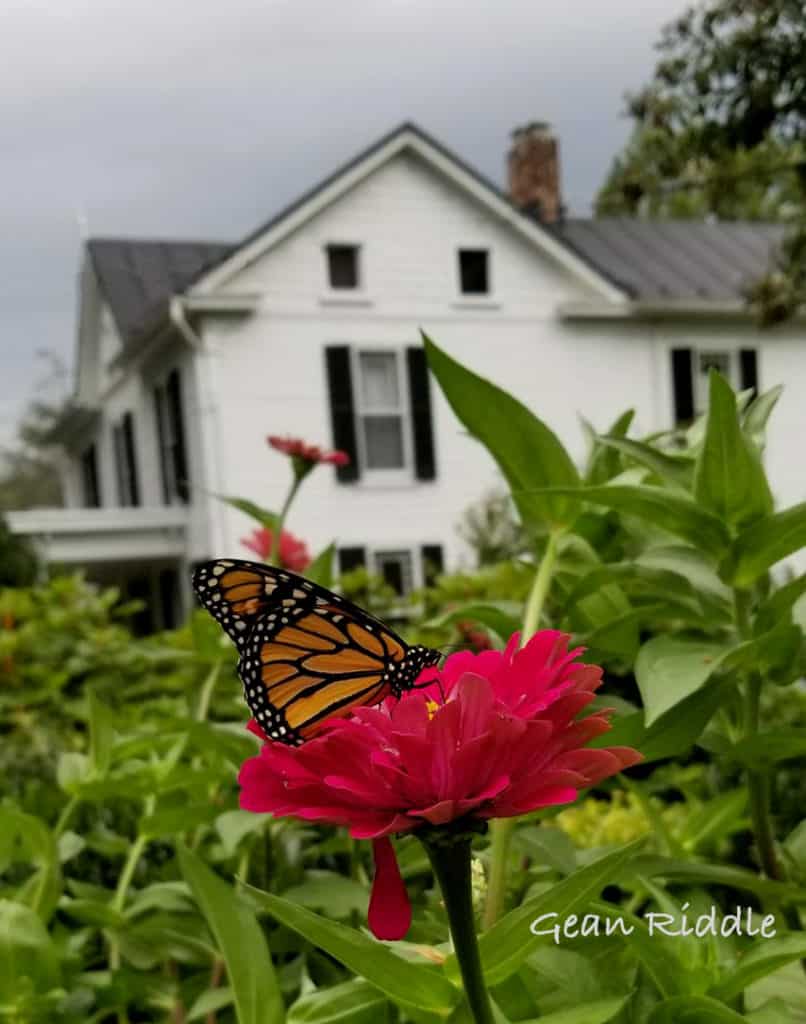 Monarch butterfly in 2018 in Waterford VA in Loudoun County