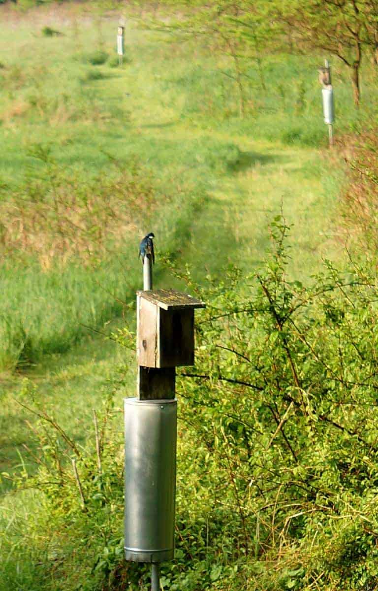 Bluebird on its nest on the Phillips Farm Trail in Waterford VA