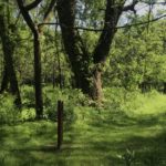 Old green ash on the Phillips Farm hiking trail