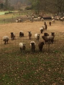 sheep in the village of Waterford Virginia